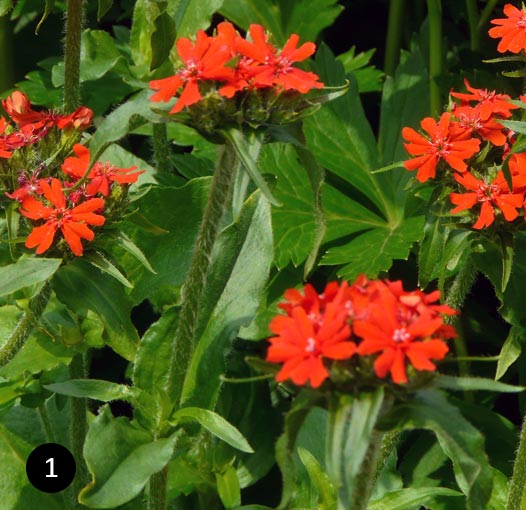 Lychnis chalcedonica - Brandende liefde