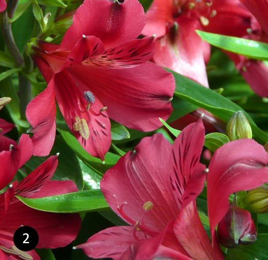 Alstroemeria varieteit - Incalelie