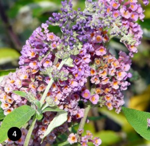 Buddleja weyeriana Flower Power - Vlinderstruik