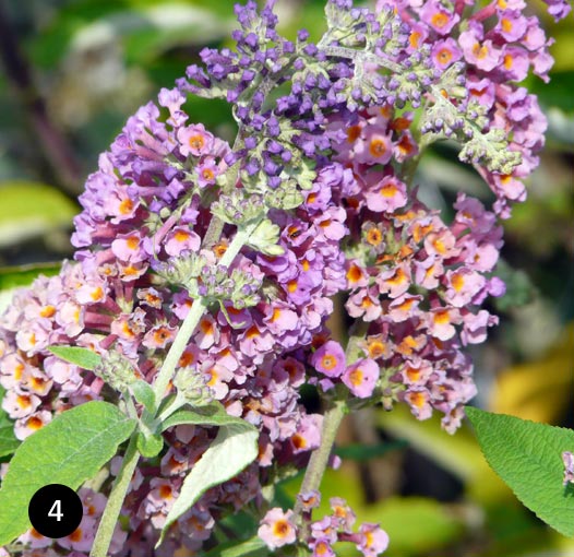 Buddleja weyeriana Flower Power - Vlinderstruik