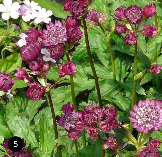 Astrantia major Abbey Road - Zeeuws knoopje