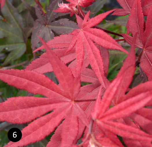 Acer palmatum Atropurpureum - Japanse esdoorn