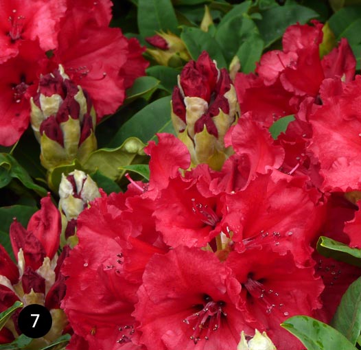 Rhododendron Red Jack - Rododendron