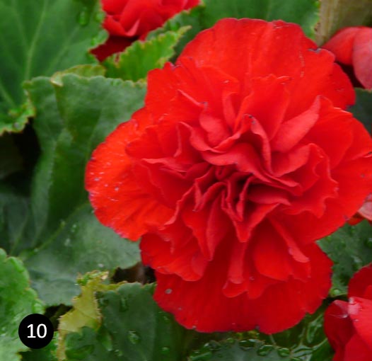 Begonia staand rood - Knolbegonia - zomergoed