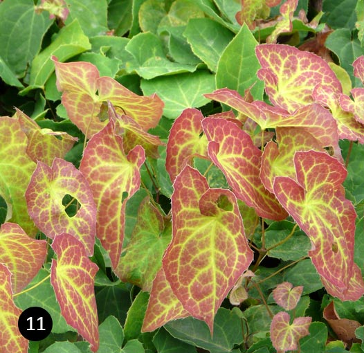 Epimedium perralchicum Frohnleiten - Elfenbloem