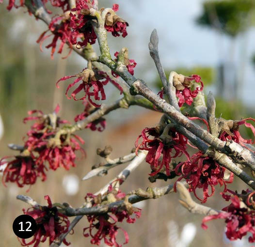 Hamamelis Diane - Toverhazelaar