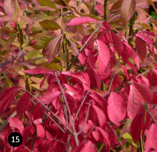 Euonymus alatus Compactus - Kardinaalshoed