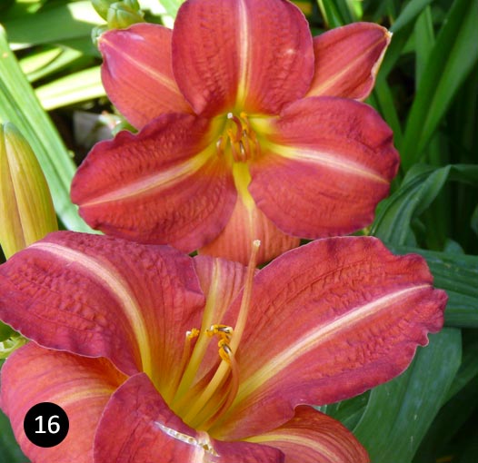 Hemerocallis Pink Damask - Daglelie