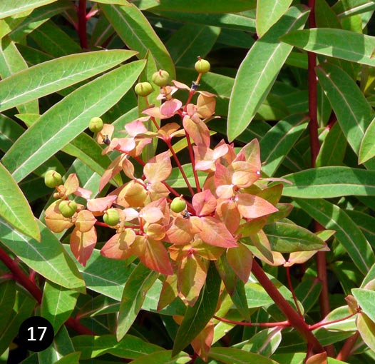 Euphorbia griffithii Fireglow - Wolfsmelk