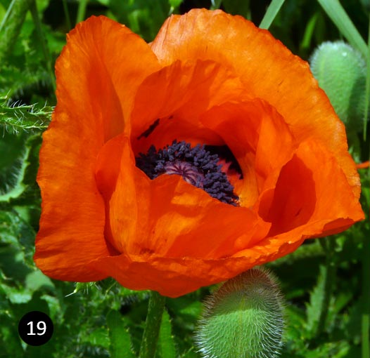 Papaver orientale - Oosterse papaver - Klaproos