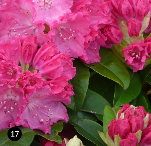 Rhododendron Germania