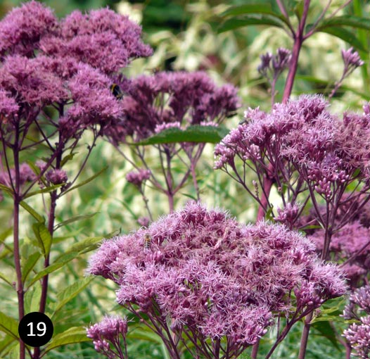 Ulempe killing gas Vierkant klein - Siergrassen - 19 - Eupatorium purpureum - Leverkruid kopen  - Neutkens Planten- en bomencentrum