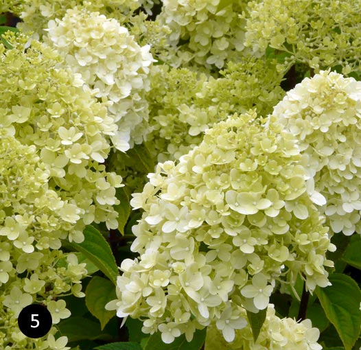 Hydrangea panicula 'Limelight'