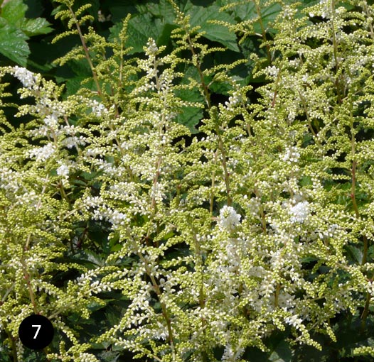 Astilbe hybride 'Deutschland'