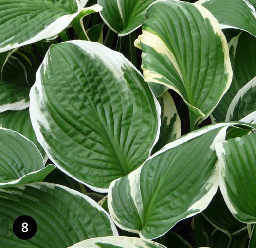 Hosta 'Francee'