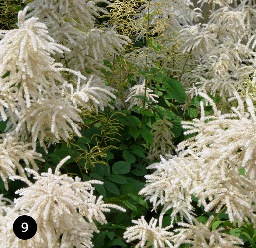 Aruncus dioicus