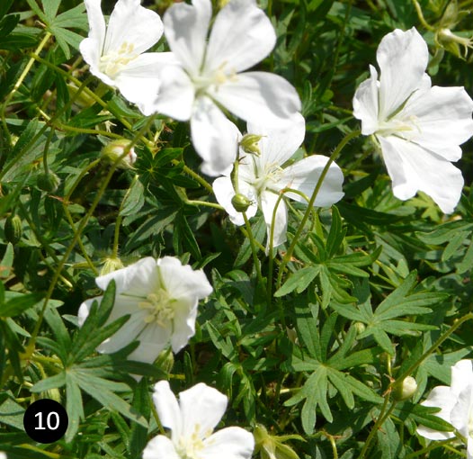 Geranium sanguineum 'Album'