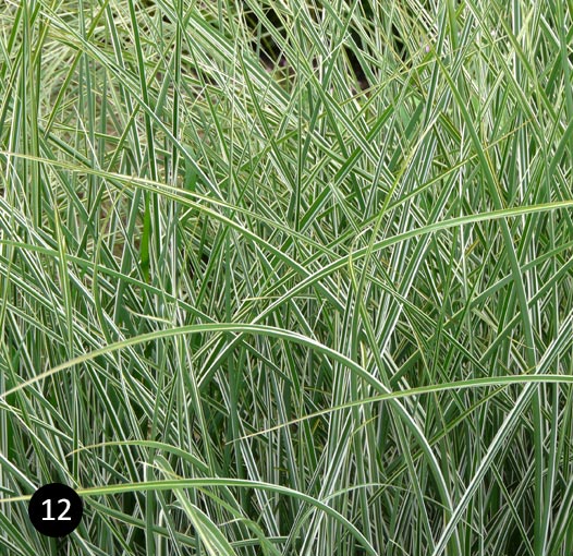 Miscanthus sinensis 'Morning Light'