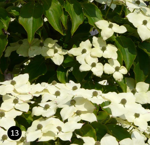 Cornus kousa 'Schmetterling'