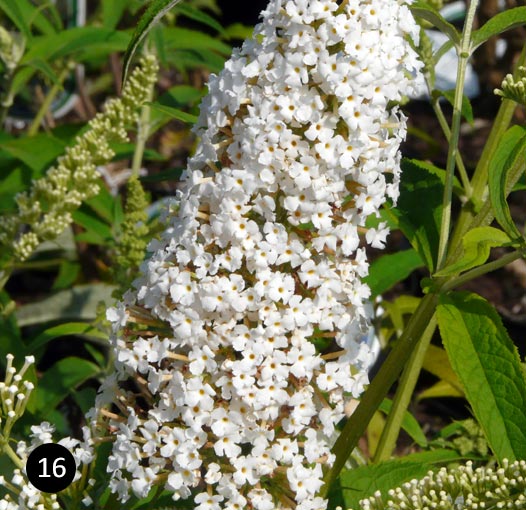 Buddleja davidii White Profusion - Vlinderstruik