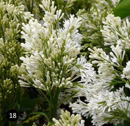 Syringa Agnes Smith - Sering