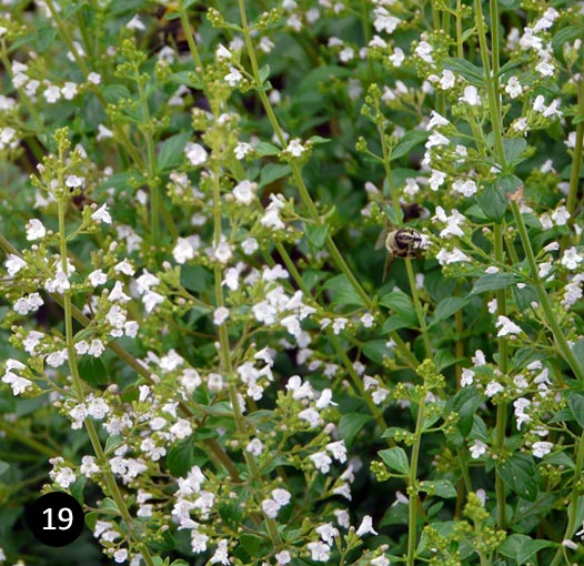 Calamintha nepeta ssp nepeta - Bergsteentijm