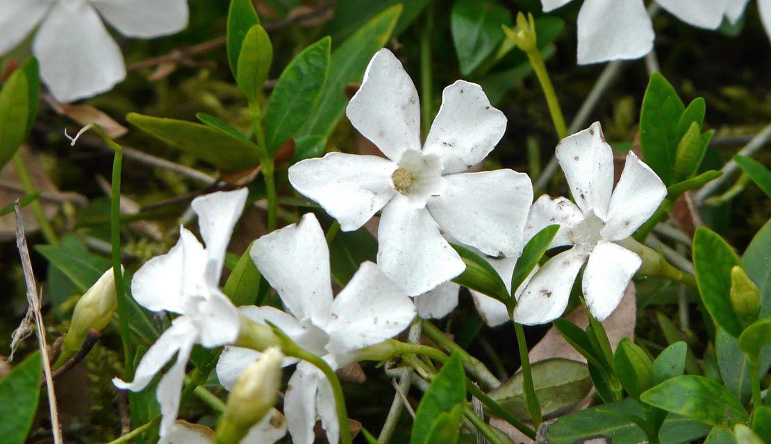 Vinca minor Alba - Maagdenpalm - kopen bij Neutkens planten- en bomencentrum