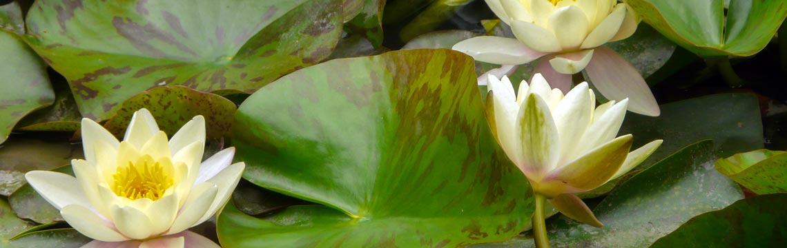 Nymphaea - Waterlelie - Waterplanten kopen bij Neutkens