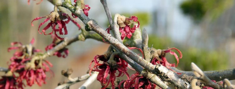 eerste voorjaarskriebels bij Neutkens Planten- en bomencentrum - de eerste bloeiers