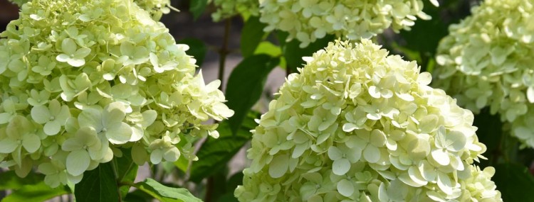 Hydrangea Limelight