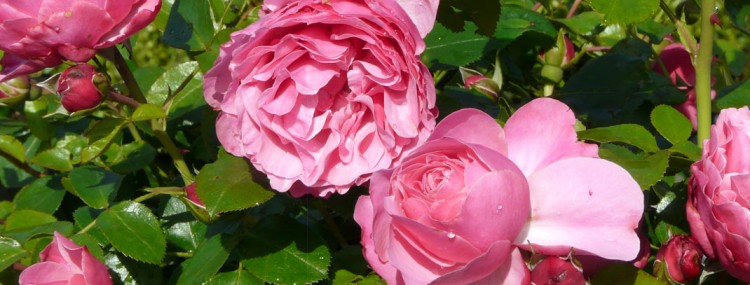 Rosa 'Leonardo Da Vinci' aanplanten