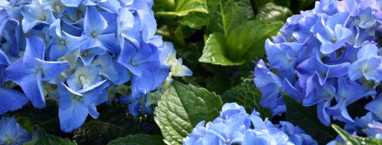 hortensia macrophylla 'bodensee' bloeit in de zomer en het najaar