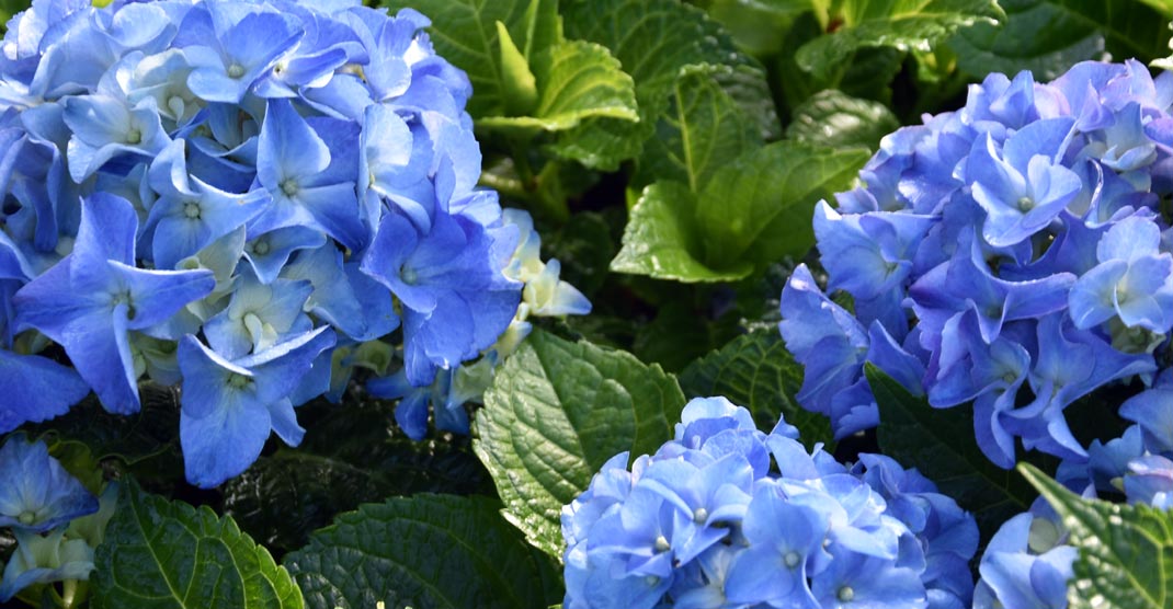 hortensia macrophylla 'bodensee' bloeit in de zomer en het najaar