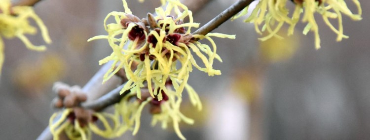 Hamamelis of toverhazelaar bloeit in de wintermaanden