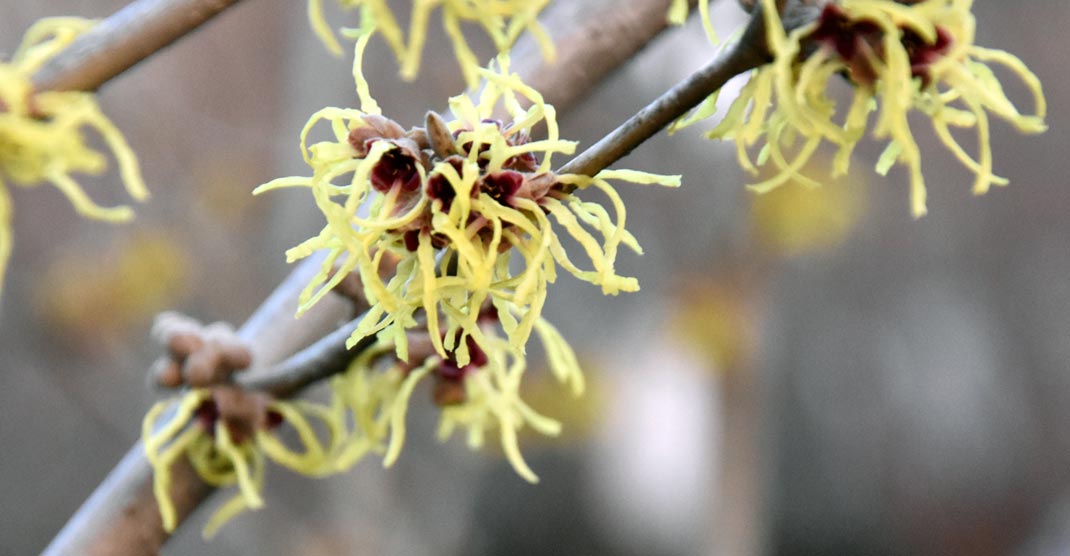 Hamamelis of toverhazelaar bloeit in de wintermaanden